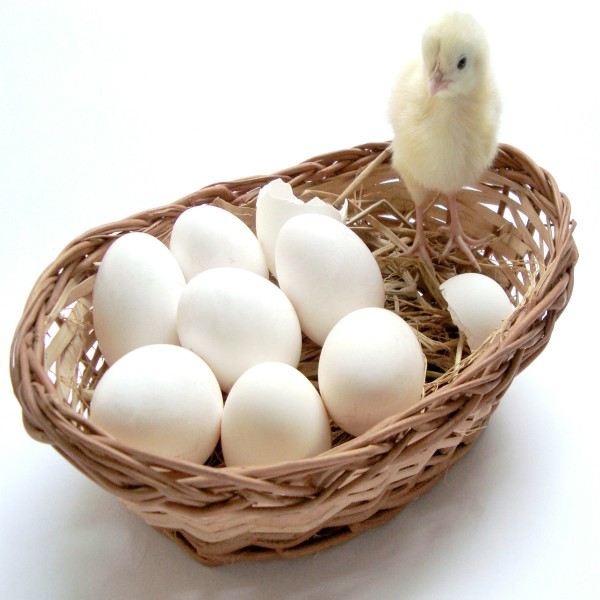 Yumurta Sektörü